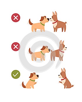 Dogs also keep a social distance. Animals observe safety precautions, do not contact each other on a walk, greet each