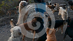 Dogs in animal shelter. Hungry dogs are waiting for food. Feeding animals at the shelter