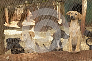 Dogs in animal shelter at Nairobi, Kenya, Africa