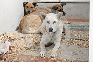 Dogs in an animal shelter waiting to be adopted, occupying corner of enclosure and lying close on wooden sawdust, looking forward