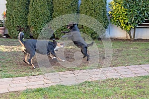 The dogs Appenzeller and puppy playing or fighting in the garden