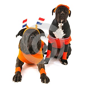 Dogs as Dutch soccer supporters