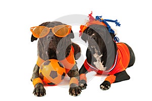 Dogs as Dutch soccer supporters