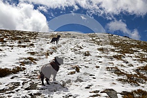 Dogs on the ascent to the top