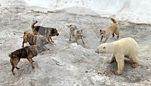 Dogs attacking polar bear