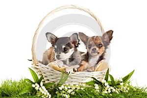 Dogs in basket isolated on white background spring