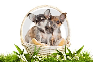 Dogs in basket isolated on white background spring