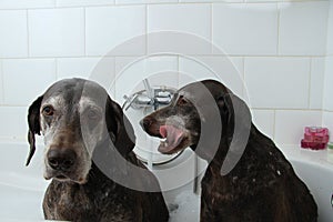 Dogs in the bathtub