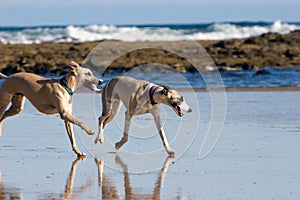 Dogs on beach