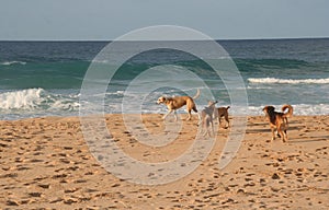 Dogs on the Beach