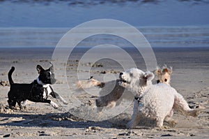 Dogs on the beach