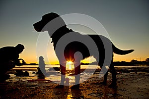 Dogs on the beach