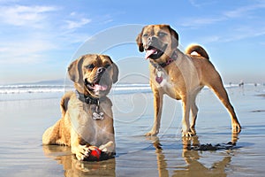 Dogs on the Beach