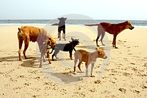 Dogs at the beach