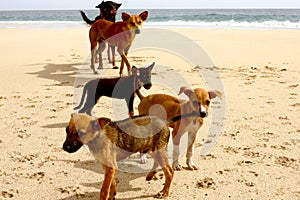 Dogs at the beach