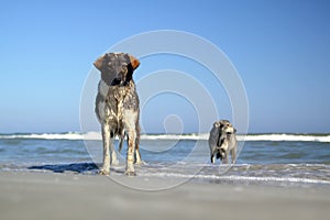 Dogs at the beach