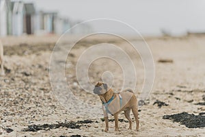 Dogs at the beach