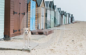 Dogs at the beach