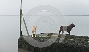 Dogs at the beach