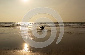 Dogs on the beach goa