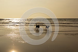 Dogs on the beach goa