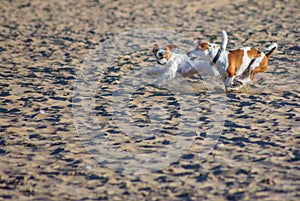 Dogs on the beach with the owner, more and more they are beaches that consent to bring their 4-legged friend. this facilitates dog