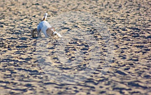 Dogs on the beach with the owner, more and more they are beaches that consent to bring their 4-legged friend. this facilitates dog