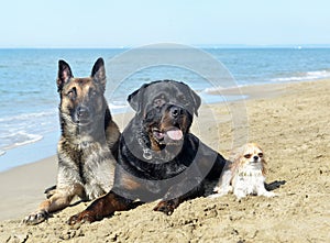 dogs on the beach