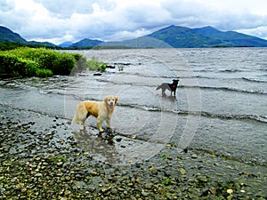 dogs on Irish lake- cani su lago irlandese photo