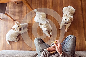 Dogs begging for food: three hungry west highland white westie t photo