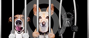 Dogs behind bars in jail prison