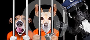 Dogs behind bars in jail prison