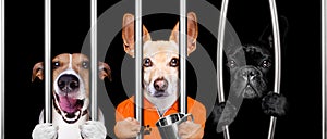 Dogs behind bars in jail prison