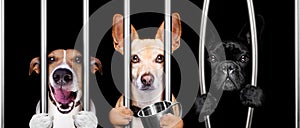 Dogs behind bars in jail prison photo