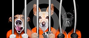 Dogs behind bars in jail prison