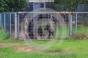 Dogs behind fence