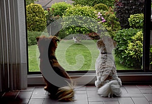 Dogs behind a window observing a cat