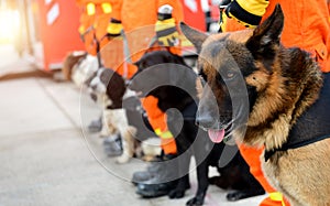 Dogs are being trained to rescue