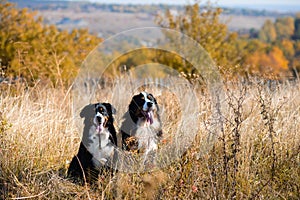 Dogs of Berner Sennenhund breed, couple of themselves and a female, sit in dry grass against the background of an autumn yellowing