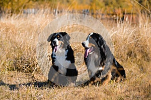 Dogs of Berner Sennenhund breed, couple of themselves and a female, sit in dry grass against the background of an autumn yellowing