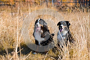 Dogs of Berner Sennenhund breed, couple of themselves and a female, sit in dry grass against the background of an autumn yellowing