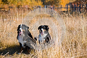 Dogs of Berner Sennenhund breed, couple of themselves and a female, sit in dry grass against the background of an autumn yellowing