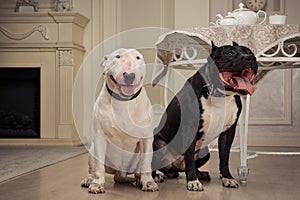 Dogs: black pit bull or stafforshire terrier, white bull terrier seatting in retro furnishings