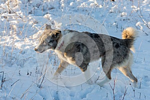 Dogs with blue eyes play in the snow in winter