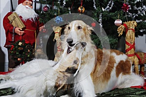 Dogs, borzoi hounds with christmas greetings