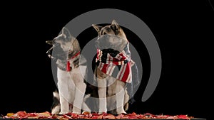 Dogs of breed American Akita sit on fallen autumn leaves in the studio on a black background. They simultaneously turn