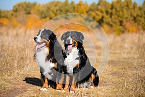 Dogs of breed Berner Sennenhund,  boy and girl, sit next to  background of autumn yellowing forest