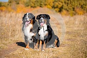 Dogs of breed Berner Sennenhund,  boy and girl, sit next to  background of autumn yellowing forest