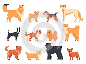 Dogs breed character. Purebred dog pedigree, cute puppy pug, beagle, welsh corgi and bull terrier, funny domestic pets