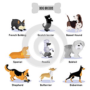 Dogs Breed Colored Icon Set